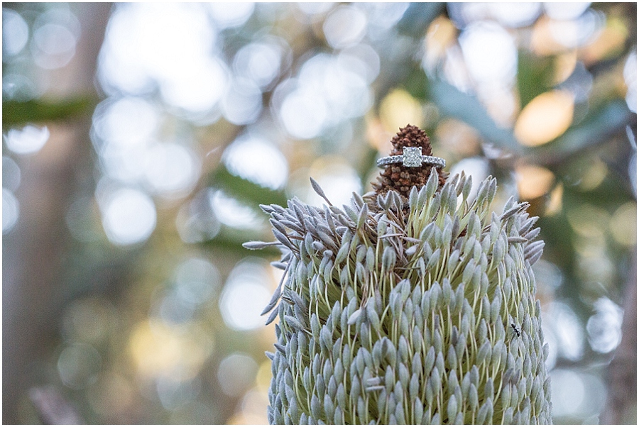 Blue Mountains Engagement Session_0717